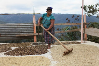 Woman in turquoise top and patterned skirt spreads coffee beans to dry on an outdoor terrace