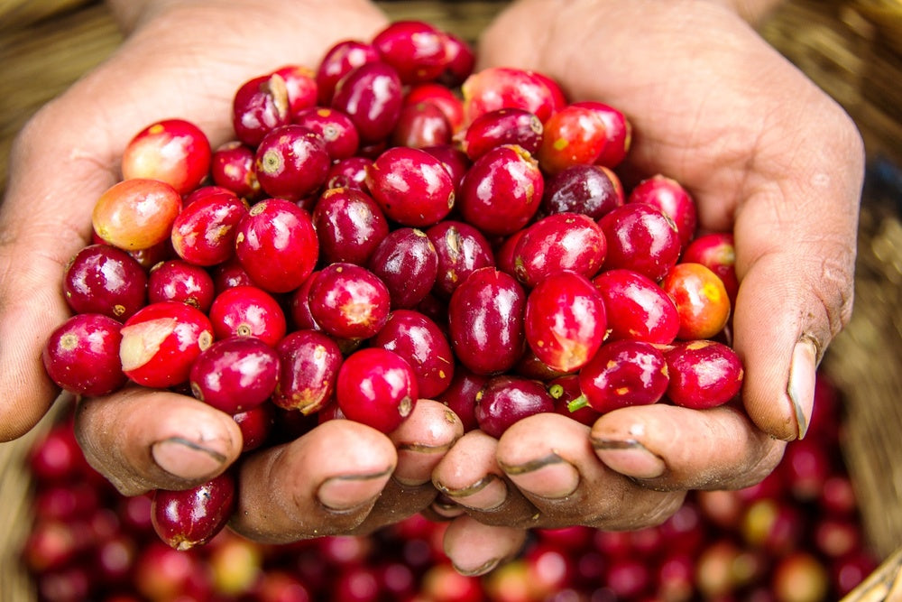 Ripe red coffee cherries cradled in weathered hands