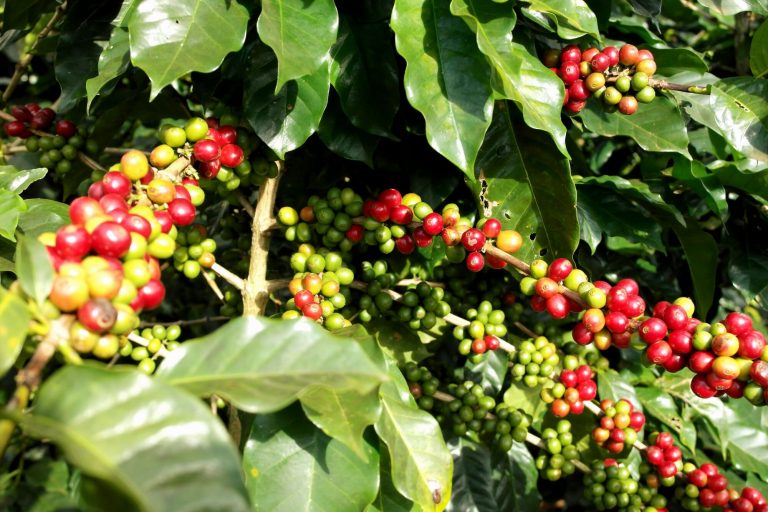 Coffee plant with clusters of red ripe cherries and green unripe berries among glossy green leaves