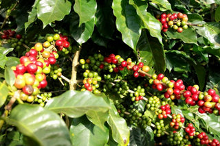 Coffee plant with clusters of red ripe cherries and green unripe berries among glossy green leaves