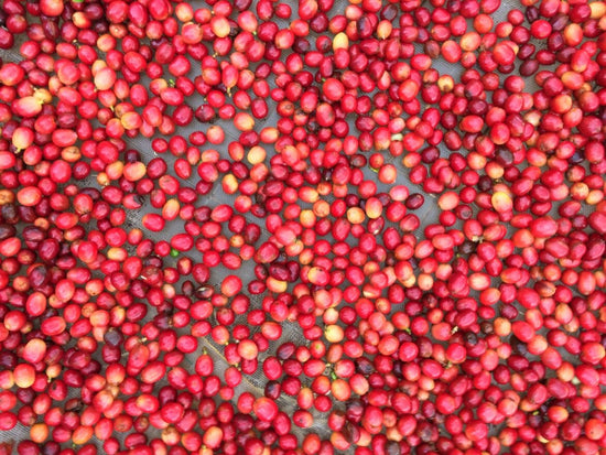 Close up of red coffee cherries spread on a drying bed.