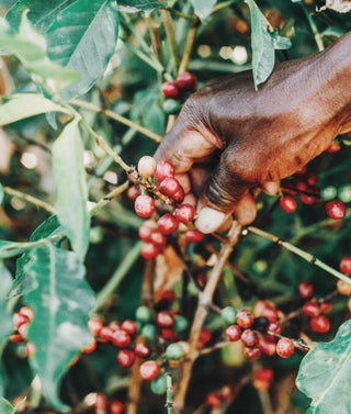 Hand harvesting ripe red coffee cherries from a coffee plant.