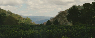 Hilly coffee farm landscape with dense green plants in foreground and forested hills under a cloudy sky