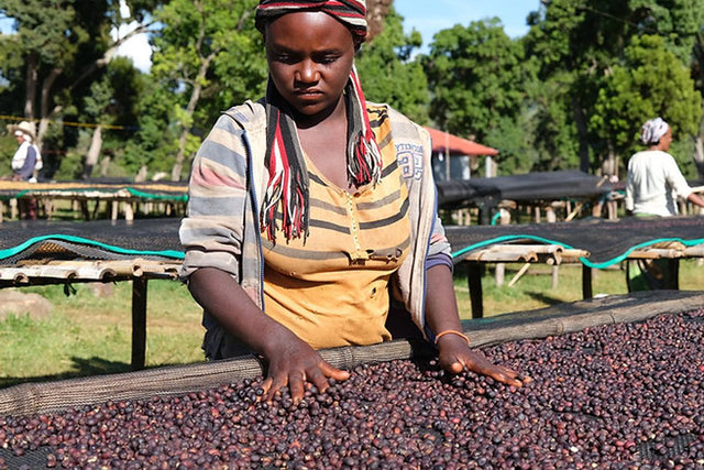 Ethiopia Ardi Natural