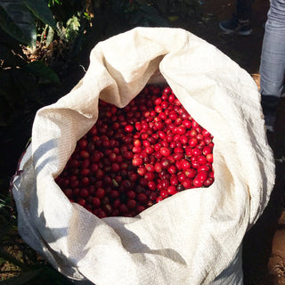 Bright red coffee cherries in a burlap sack on a farm