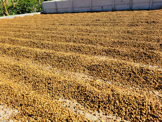 Sun-dried Costa Rican coffee beans spread on a drying patio beside a white wall for Take Me Home