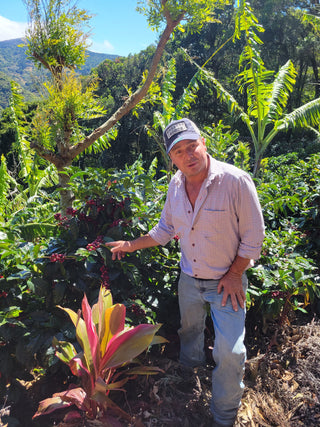 Man in a sunlit Costa Rican coffee garden pointing to ripe red coffee cherries.