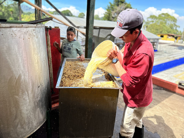 Guatemala Santa Ana Pineapple Process