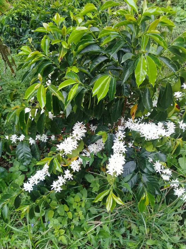 Colombia El Chaferote Pink Bourbon