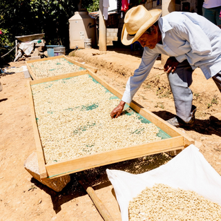 Mazatec farmer in a straw hat tending coffee beans drying on wooden screens in a sunlit Oaxaca yard