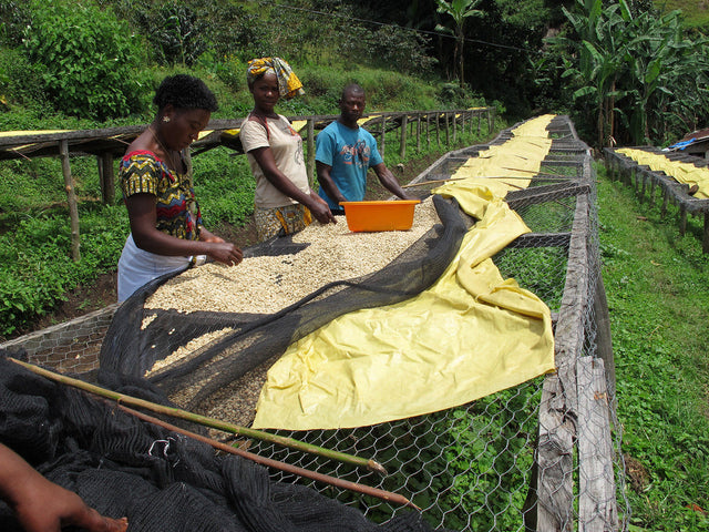 Four people stand beside a long parchment coffee drying bed on a hillside cooperative, covered with yellow tarps.
