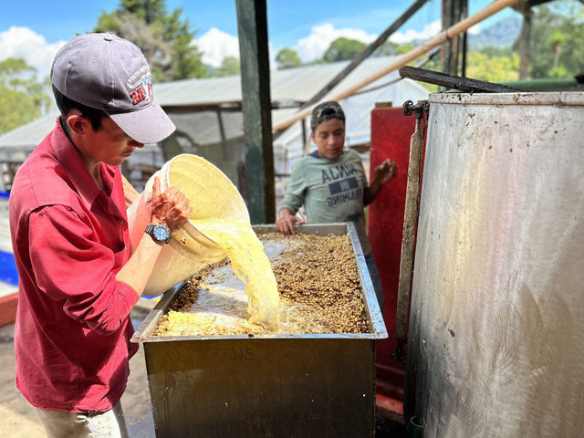 Guatemala Santa Ana Pineapple Process