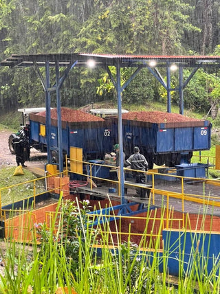 Rain falls on a blue drying platform with two open trailers piled with red coffee cherries in a forested processing site