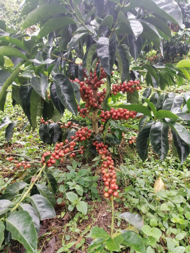 Colombia El Chaferote Pink Bourbon