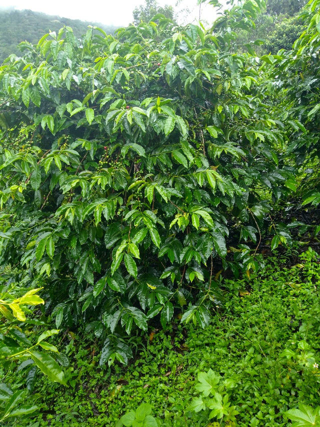 Colombia El Porvenir