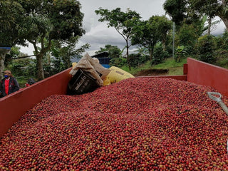 Two workers in masks stand beside a blue cargo trailer filled with red coffee cherries in an outdoor processing yard