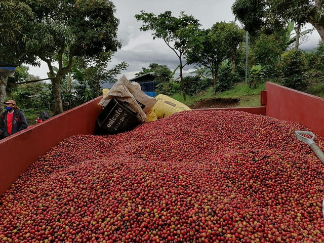 Sumatra Boru Batak