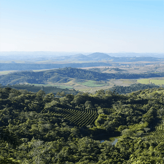 Hillside view of Fazenda Lagoa in Brazil with terraced coffee rows across rolling green hills
