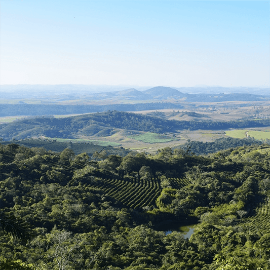 Hillside view of Fazenda Lagoa in Brazil with terraced coffee rows across rolling green hills