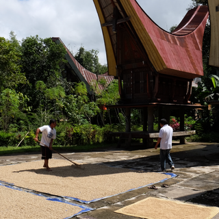 Two men oversee drying coffee beans spread on mats near a traditional stilt house.