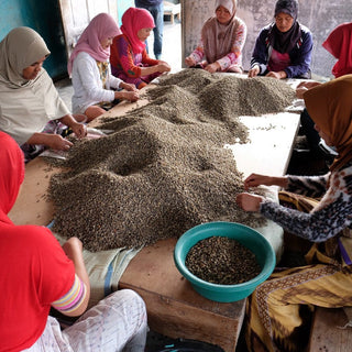 Indonesian women in headscarves sort and share coffee beans around a communal table.