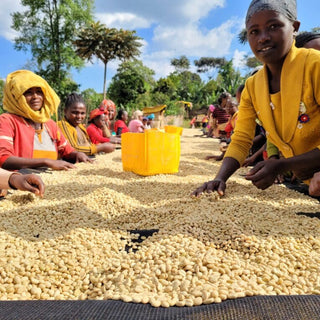 Farm workers in bright clothing spread and turn coffee beans on a sunlit Ethiopian drying patio with yellow crates