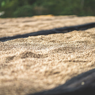Close-up of parchment coffee beans drying on sunlit beds outdoors with greenery in the background