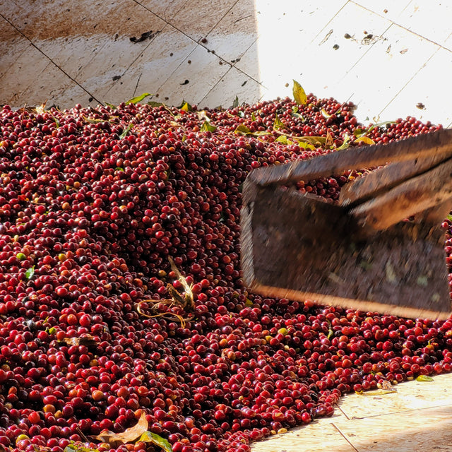 Bright red coffee cherries piled on a wooden conveyor during harvest processing