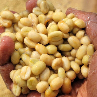 Pale green Biruhi coffee beans cradled in hands