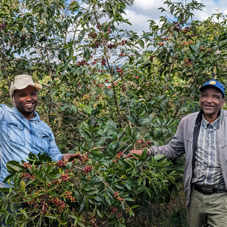 Two farmers stand among coffee trees with ripening red cherries on an Ethiopian farm.
