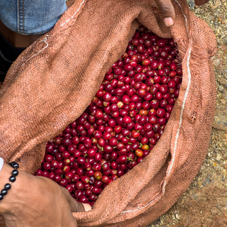 Burlap sack full of ripe red coffee cherries held open by hands.