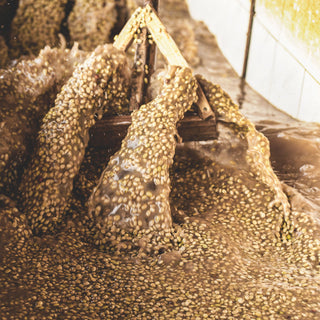 Coffee beans fermenting in a water trough at an Ethiopian washing station