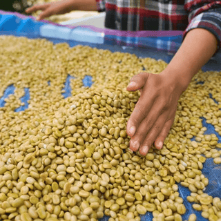 Hand touching green Colombia Tolima coffee beans spread on a blue surface