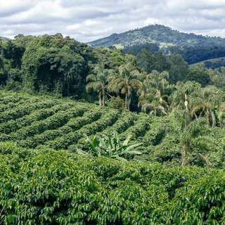 Lush terraced coffee farm in Tolima Colombia with rows of green coffee plants and distant hills.