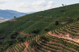 Terraced coffee fields on green hillsides in Brazil showcasing Serra Negra cultivation.