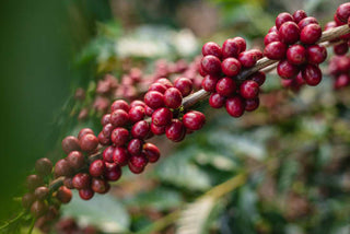 Close up of glossy red coffee cherries on a branch from Serra Negra in Minas Gerais, Brazil.