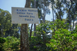 Sign for Kayon Mountain Coffee Farm among trees in a shaded area.