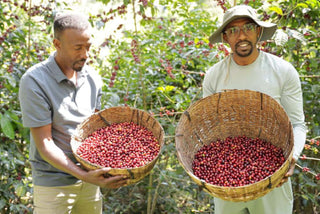Two men stand in a coffee farm holding woven baskets filled with red coffee cherries.
