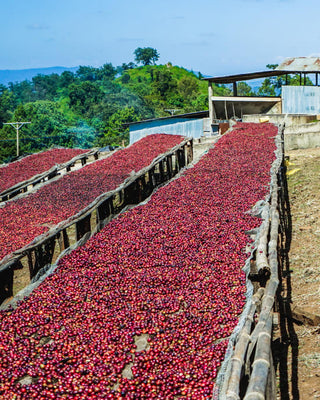 Rows of drying racks along a hillside covered with red coffee cherries drying in the sun.