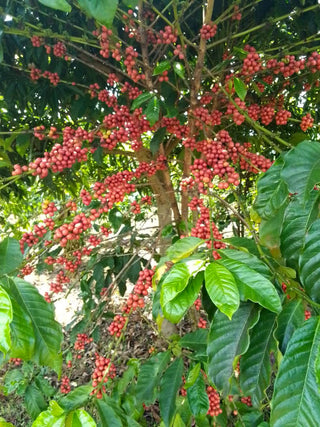 Coffee plant with bright red coffee cherries on branches.