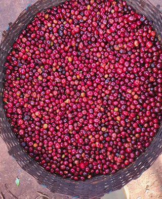 Basket full of bright red coffee cherries freshly harvested.