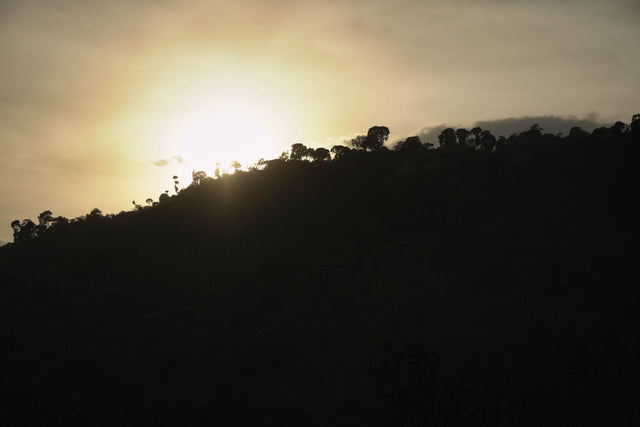 Ethiopia Chelbesa - Light Roast