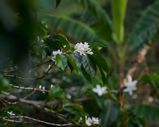 White jasmine flowers among glossy green leaves in a blurred garden background