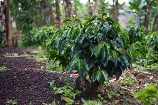 Green shrub with white blossoms in a lush garden foreground and blurred background