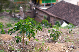Colombia Nariño coffee shrub growing on rocky soil in a rural farm setting