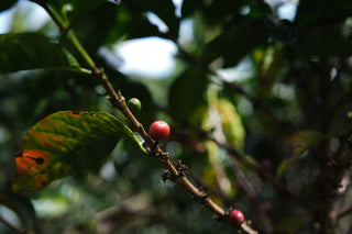 Coffee cherries on a branch in a Colombian coffee farm