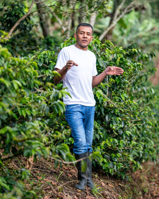 Farmer in a white T shirt standing among coffee plants in a lush field