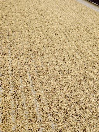 Costa Rica Don Joel Villa Sarchi honey processed coffee beans drying on a large patio.
