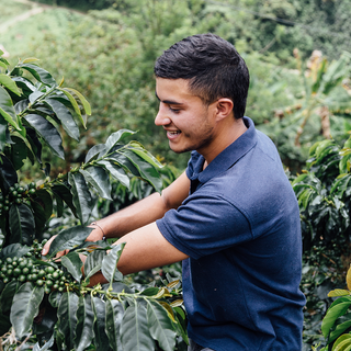 Farmer in a blue polo gathers coffee cherries among green shrubs on a Colombian farm.