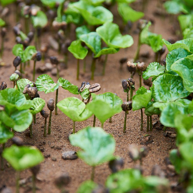 Rows of young coffee plants growing in Chiapas soil on smallholder farms